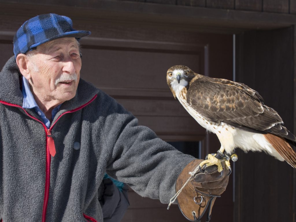 Bert Raynes holds a falcon | Wildlife Conservation | Being Wild JH