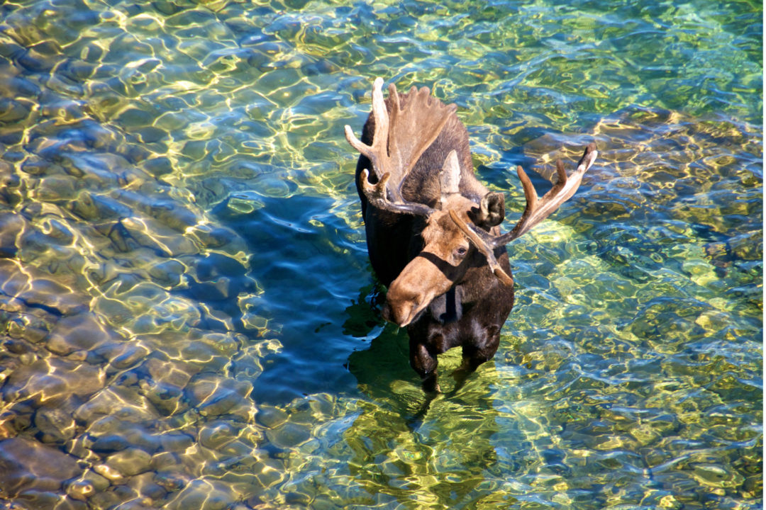 A bull moose stands in a sunny lake | greater yellowstone ecosystem | Being Wild JH