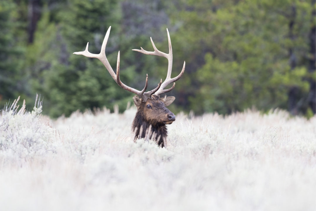 A bull elk stands in a grassy field | Respect Jackson Hole Wildlife | Being Wild JH