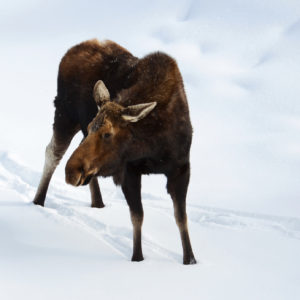 A moose stands in a snowy field | Respect Yellowstone Wildlife | Being Wild JH