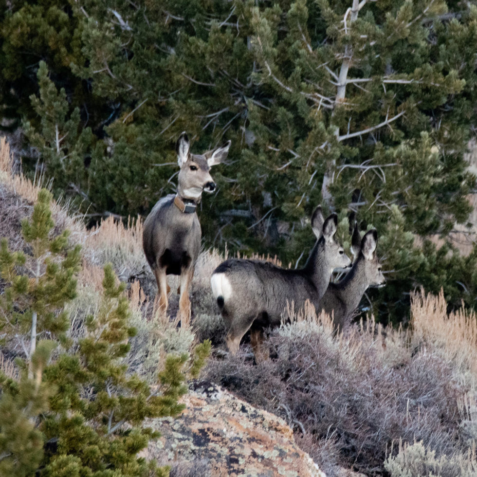 American Wilderness | Being Wild Jackson Hole