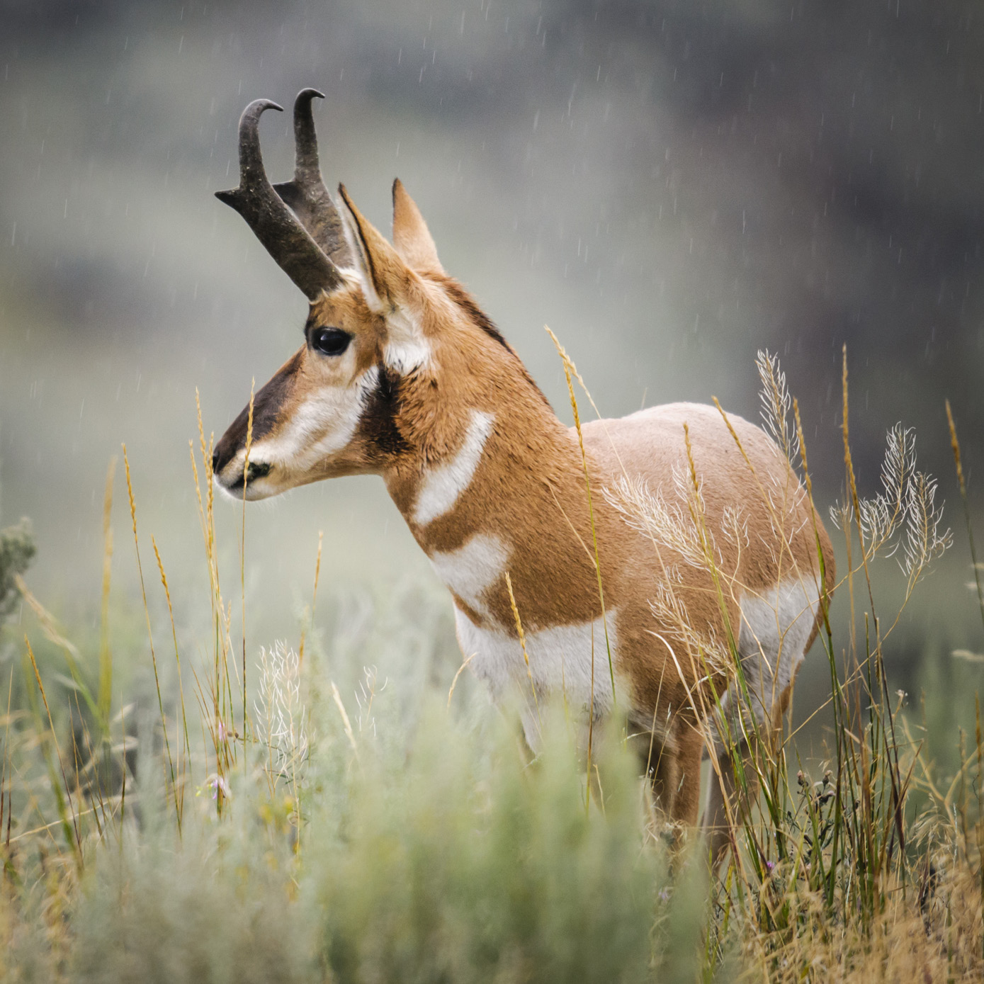 Path of the Pronghorn